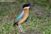 Blue-winged Pitta