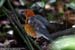 Orange-headed Thrush