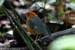 Orange-headed Thrush