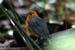 Orange-headed Thrush