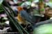 Orange-headed Thrush
