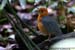 Orange-headed Thrush