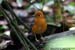 Orange-headed Thrush