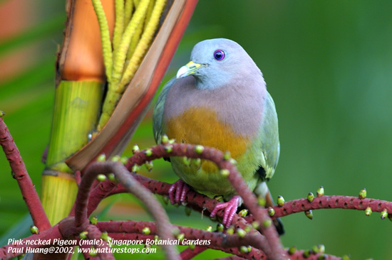 Pink-necked Pigeon