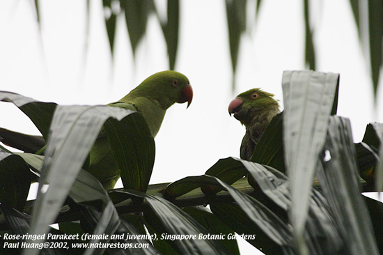 Rose-ringed Parakeets