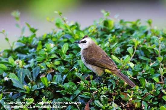 Yellow-vented Bulbul