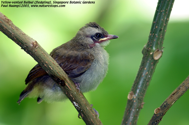 Yellow-vented Bulbul