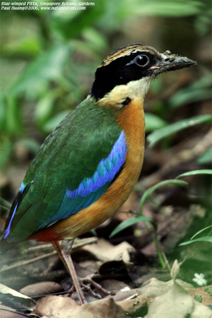 Blue-winged Pitta