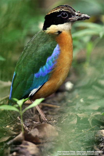 Blue-winged Pitta