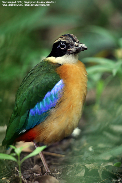 Blue-winged Pitta