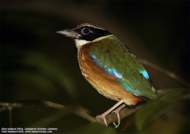 Blue-winged Pitta
