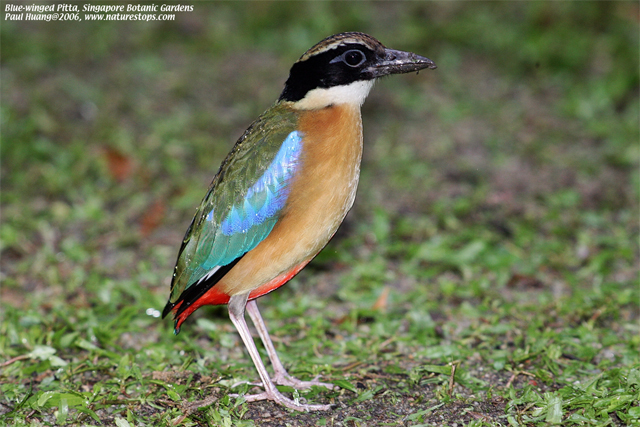Blue-winged Pitta