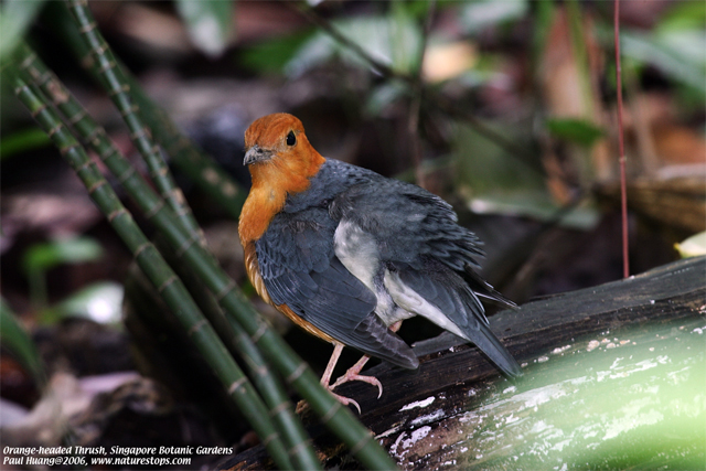 Orange-headed Thrush