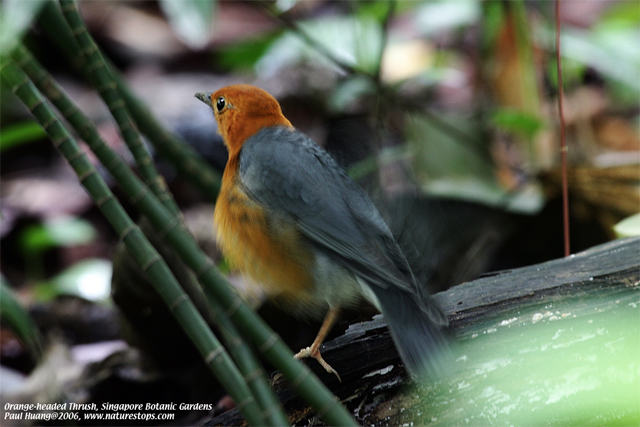 Orange-headed Thrush