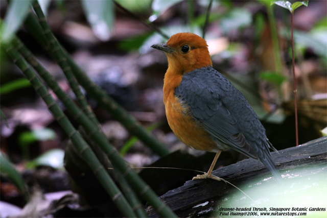 Orange-headed Thrush