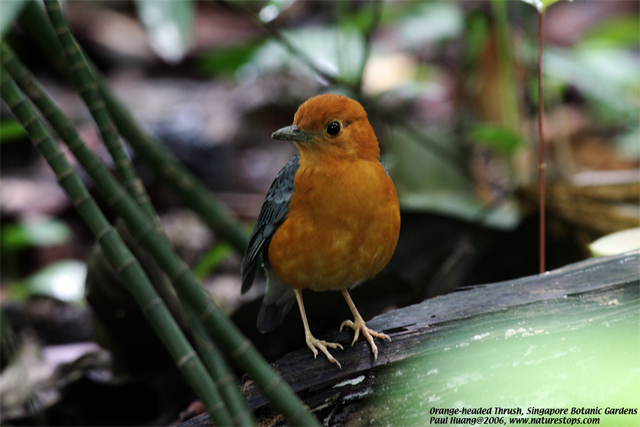 Orange-headed Thrush