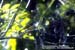 Yellow-bellied Bulbul