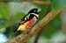 Black-and-Yellow Broadbill