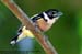 Black-and-Yellow Broadbill