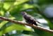 Little Bronze-Cuckoo (c.m. Peninsularis)