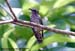 Little Bronze-Cuckoo (c.m. Peninsularis)