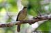 Red-eyed Bulbul