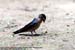 Pacific Swallow