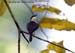 Black-winged Flycatcher-Shrike