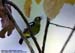 Green Iora