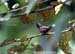 Dusky Munia