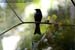 Greater Racket-tailed Drongo