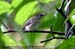 Sooty-capped Babbler