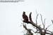 Wallace's Hawk-Eagle