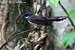 Pied Fantail