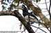 Oriental Pied Hornbill
