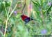 Crimson Sunbird