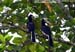 Oriental Pied Hornbill