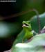 Green Fence Lizard