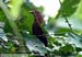 Chestnut-breasted Malkoha