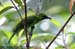 Greater Green Leafbird