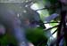 Rufous-tailed Shama