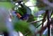Rufous-tailed Shama
