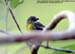 Yellow-rumped Flowerpecker