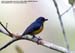 Yellow-rumped Flowerpecker