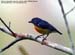 Yellow-rumped Flowerpecker