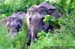 Borneon Pygmy Elephants