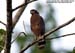 Crested Serpent Eagle