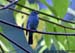 Verditer Flycatcher