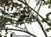 Black Hornbill