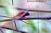 Fiery Minivet
